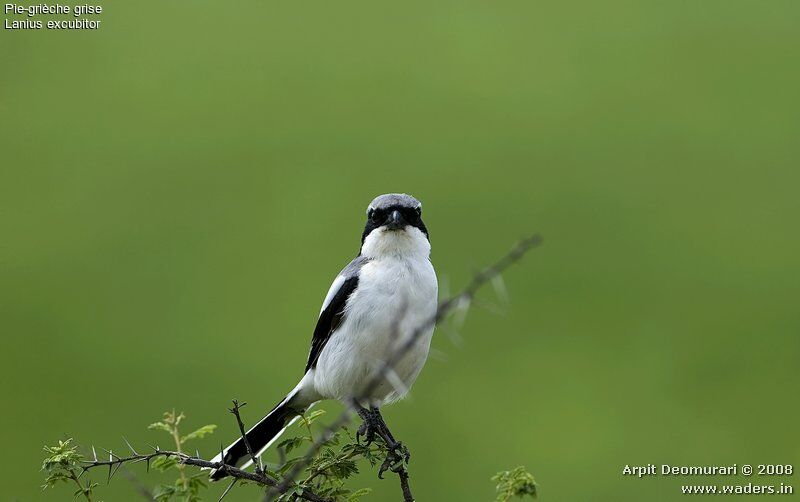 Great Grey Shrike