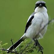 Great Grey Shrike