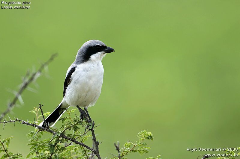 Great Grey Shrike