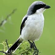 Great Grey Shrike