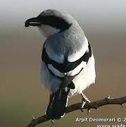 Great Grey Shrike