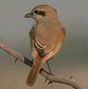 Isabelline Shrike