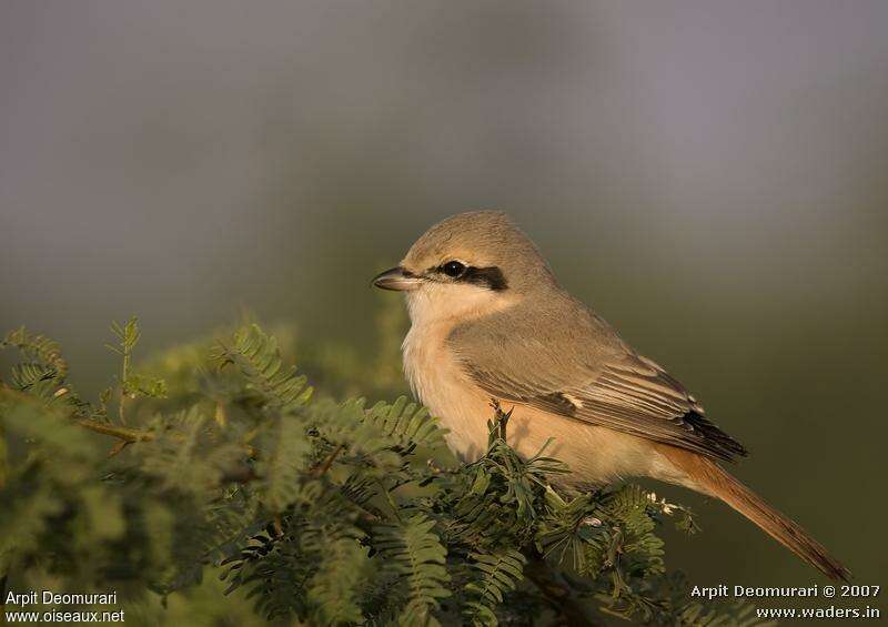 Isabelline Shrike, identification