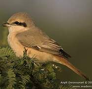 Isabelline Shrike