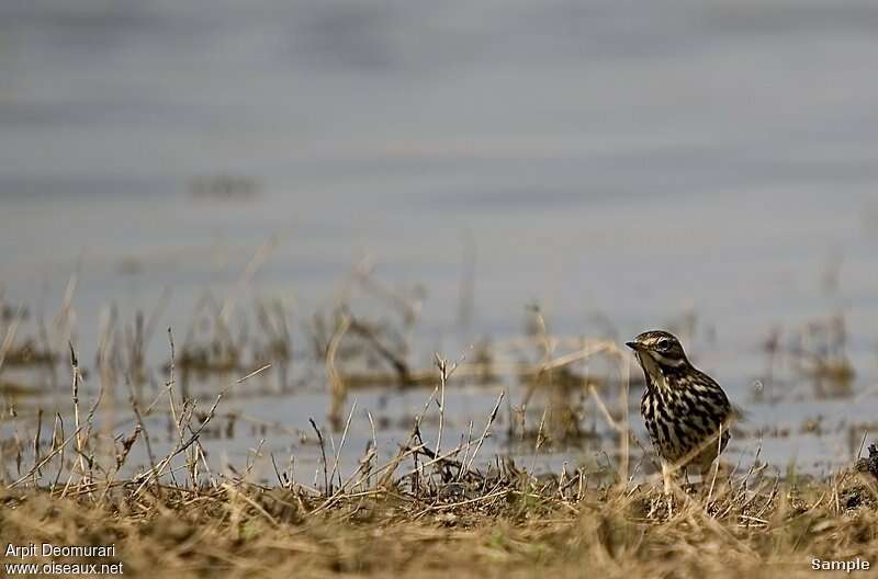 Pipit à gorge rousse1ère année, habitat, pigmentation