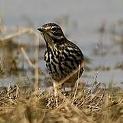 Red-throated Pipit