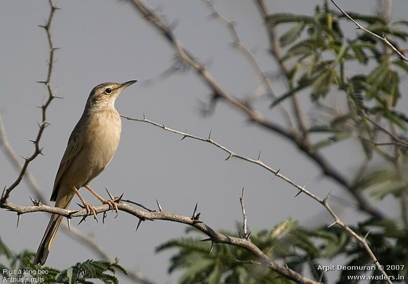 Long-billed Pipit