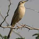 Pipit à long bec