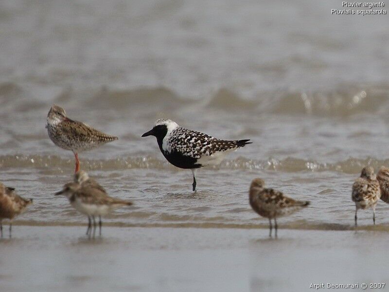 Grey Plover