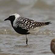 Grey Plover