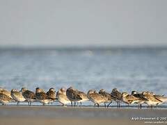 Grey Plover