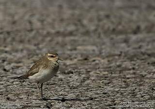 Pluvier asiatique subadulte internuptial arde47596