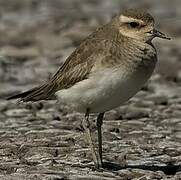 Caspian Plover