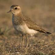 Caspian Plover