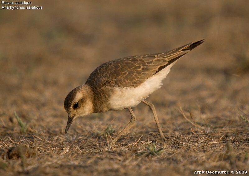 Caspian Plover, identification