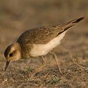 Caspian Plover