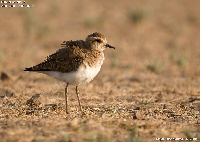 Caspian Plover