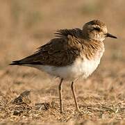 Caspian Plover