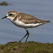 Tibetan Sand Plover