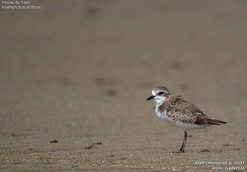 Tibetan Sand Plover