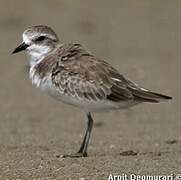 Tibetan Sand Plover