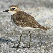 Tibetan Sand Plover