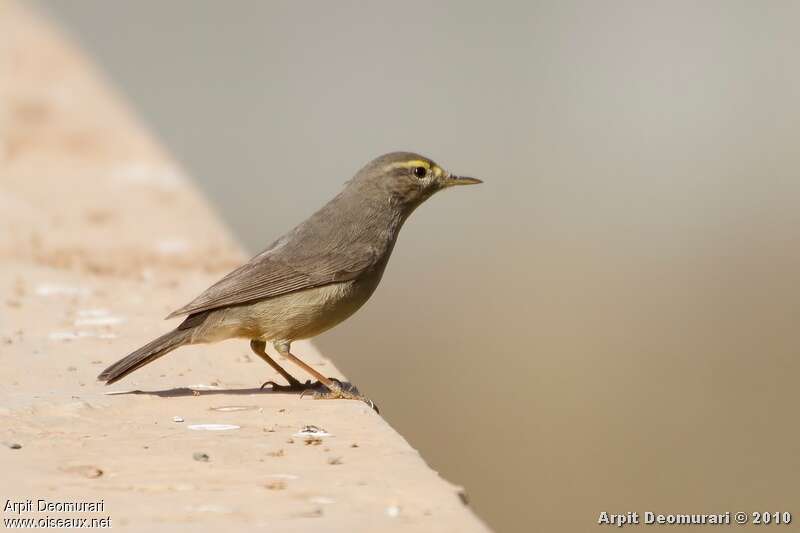 Sulphur-bellied Warbler, identification