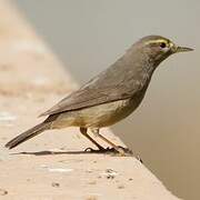 Sulphur-bellied Warbler