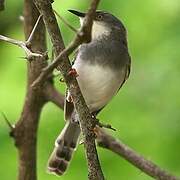 Grey-breasted Prinia