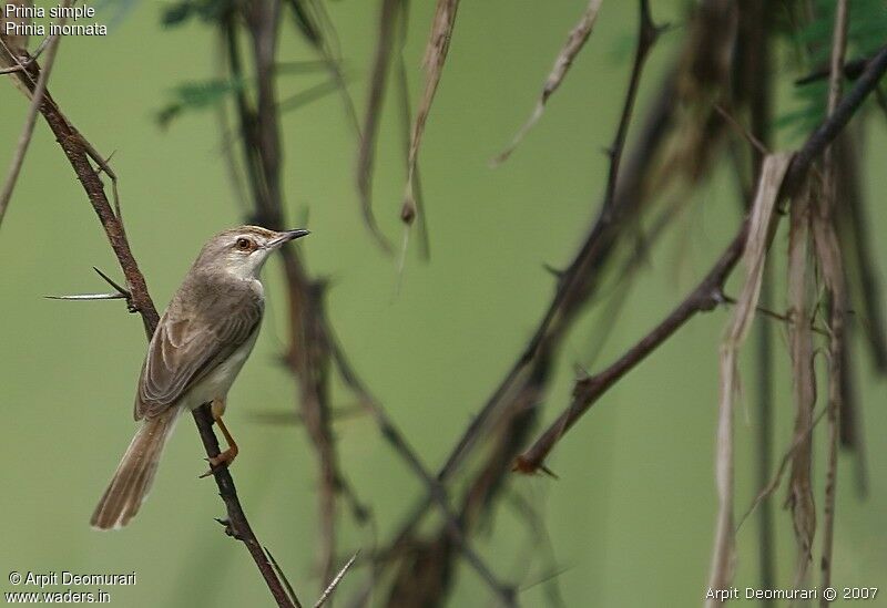 Prinia simpleadulte nuptial