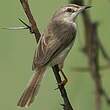 Prinia simple