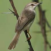 Plain Prinia