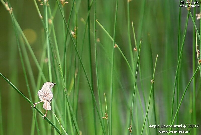 Prinia simple