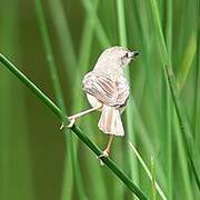 Plain Prinia