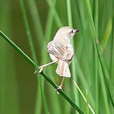 Prinia simple