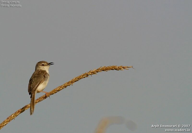 Prinia simple