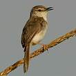 Prinia simple