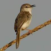 Plain Prinia