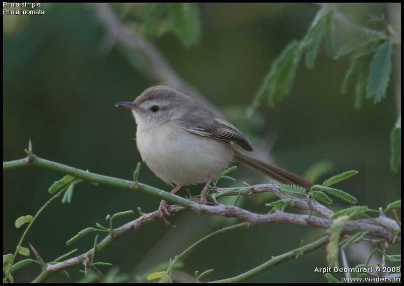 Prinia simple