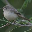 Prinia simple