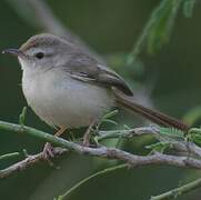 Plain Prinia