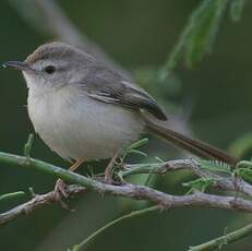 Prinia simple