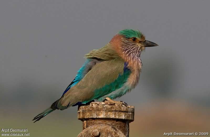 Indian Rolleradult, identification