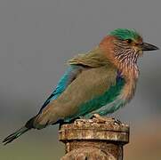 Indian Roller