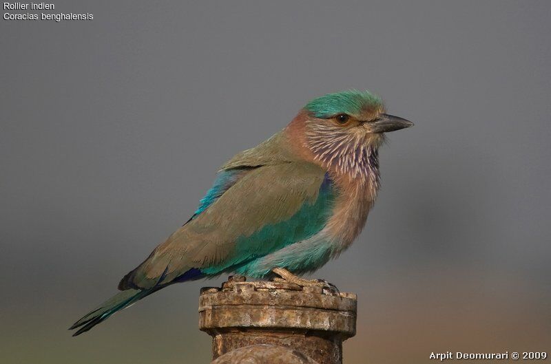 Indian Rolleradult, identification