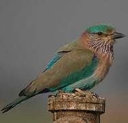 Indian Roller