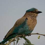 Indian Roller