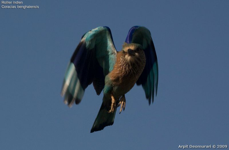 Indian Roller