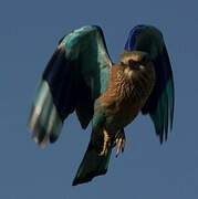 Indian Roller