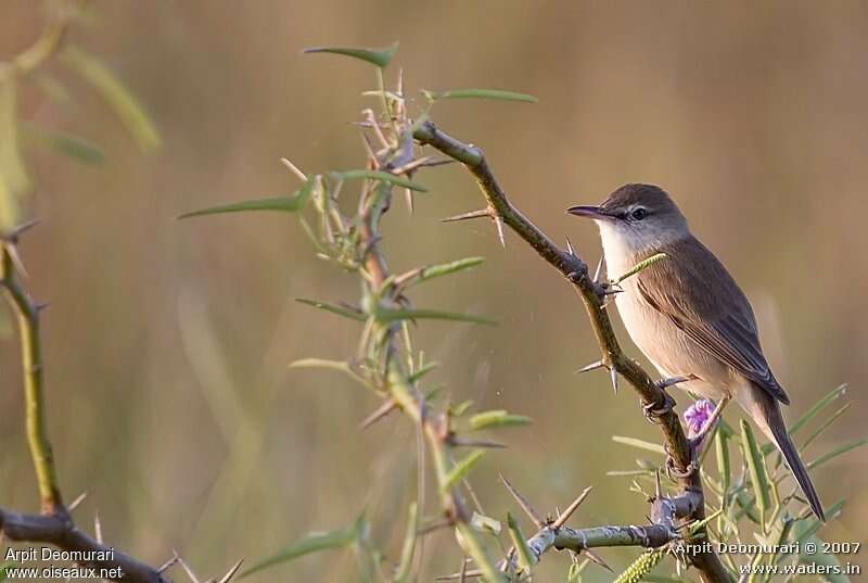 Rousserolle stentor, identification